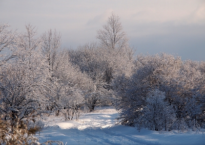 [Tire tracks through about 6 inches of snow on a pathway through a field of snow covered tree and bush branches. The sun peeks through the back half of the image.]